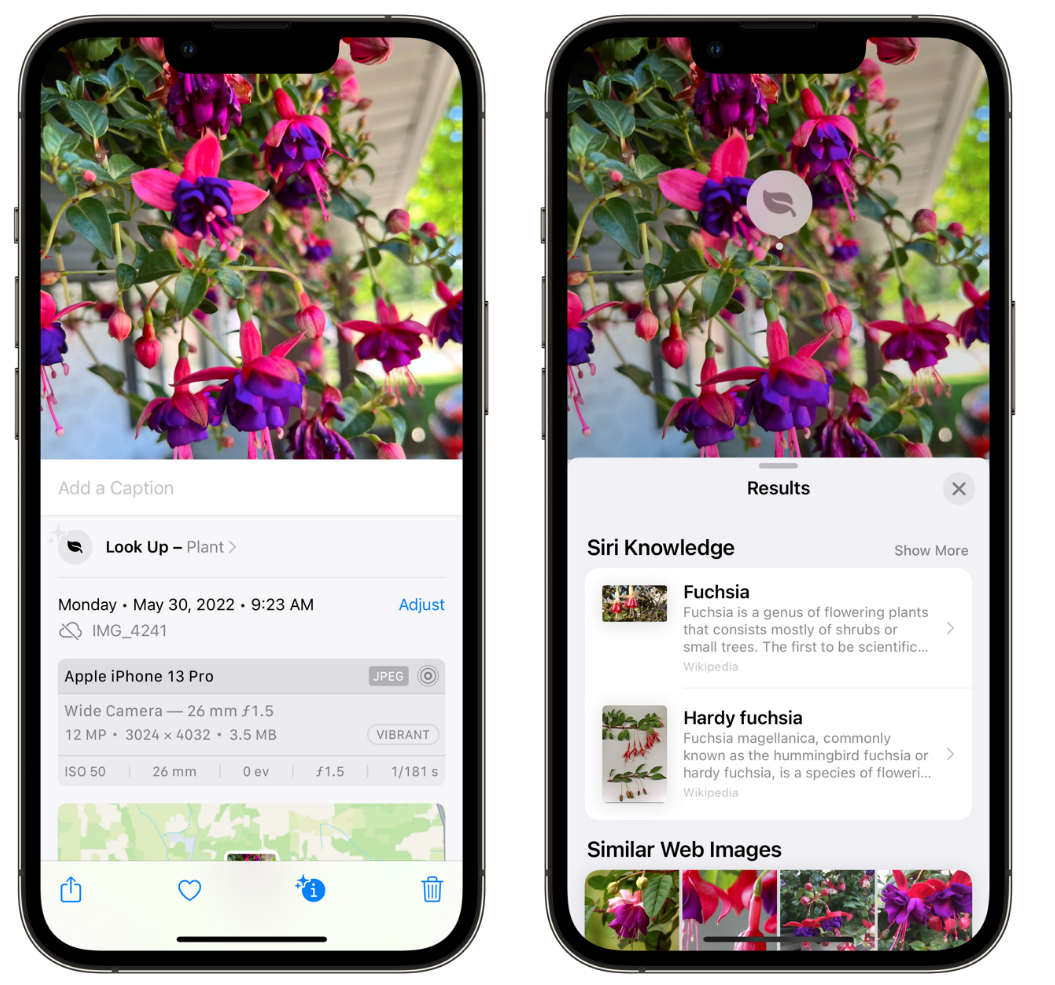 尖山苹果手机维修分享小技巧：使用 iPhone 相机识别花卉植物 
